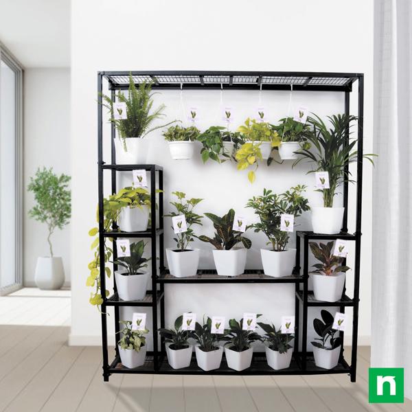 bring eye - catching elegance with plants on metal stand for bright indirect light location