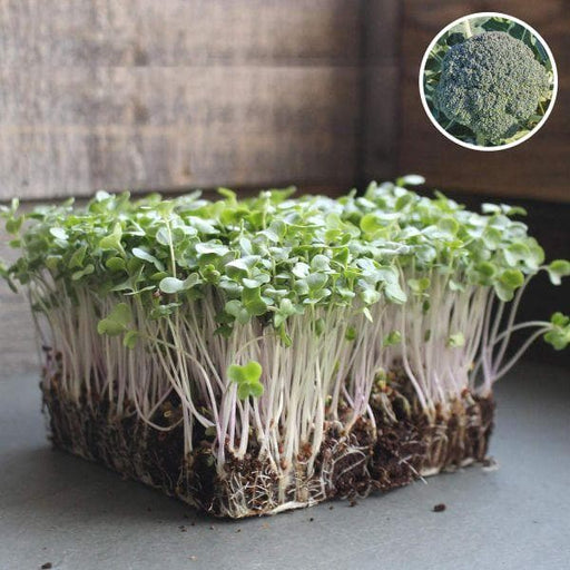 broccoli green - organic microgreen seeds