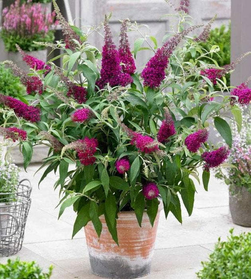 buddleia - plant