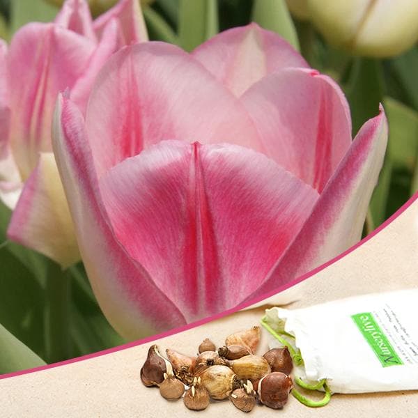 tulip alibi (pink) - bulbs (set of 5)