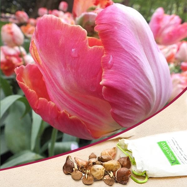 tulip salmon parrot (pink) - bulbs (set of 5)