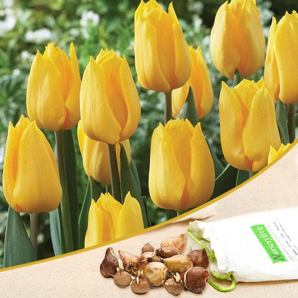 tulip (yellow) - bulbs (set of 5)