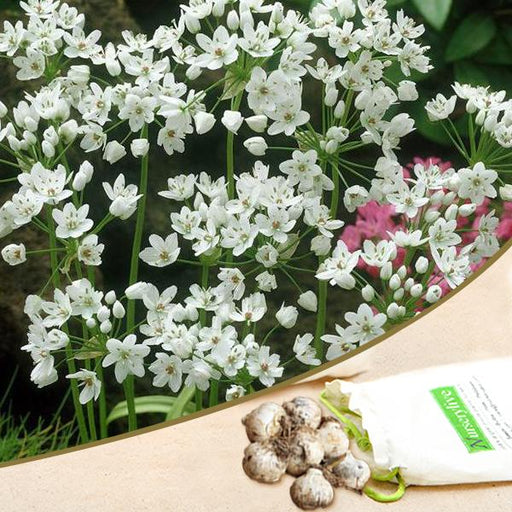 allium cowani (white) - bulbs (set of 5)