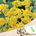 allium moly (yellow) - bulbs (set of 5)