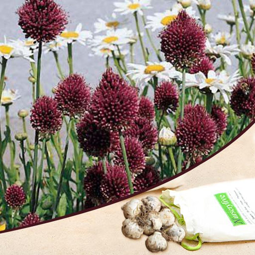 allium sphaerocephalon (wine color) - bulbs (set of 5)