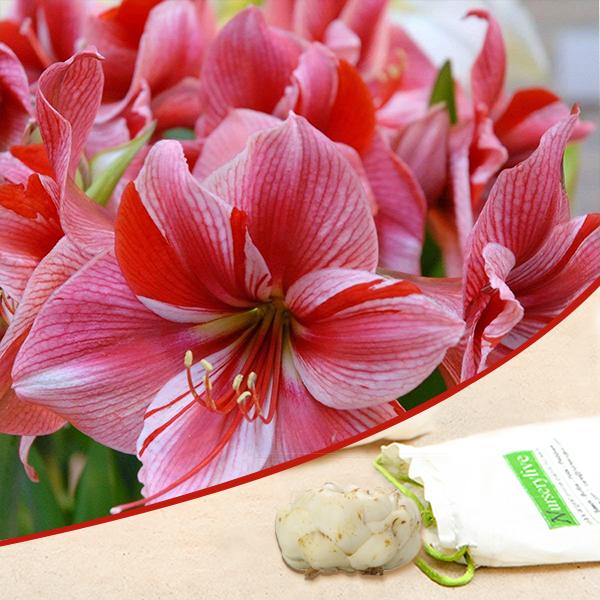 amaryllis lily (random color) - bulbs (set of 5)