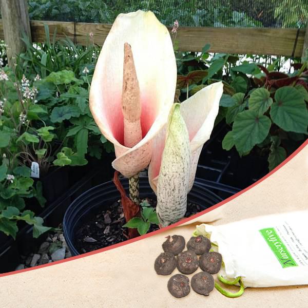 amorphophallus bulbifer - bulbs (set of 5)