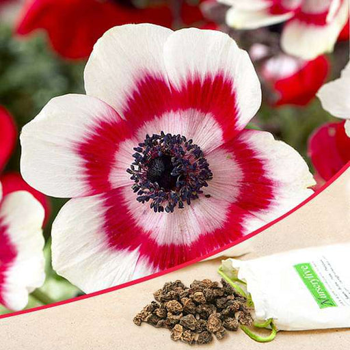 anemone bicolor (white - bulbs (set of 5)