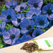 anemone (blue) - bulbs (set of 5)