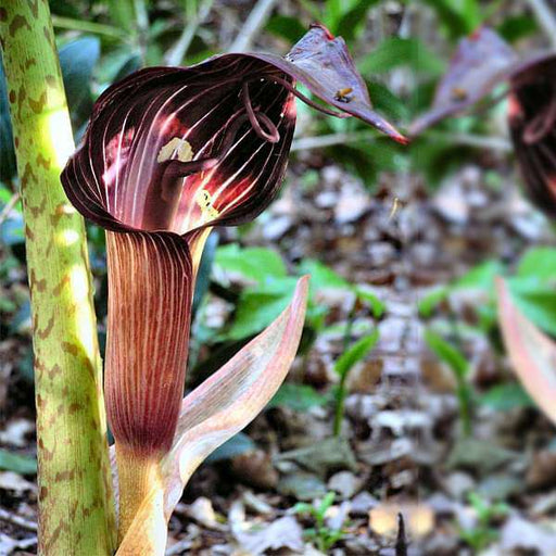 arisaema speciosum - bulbs (set of 5)