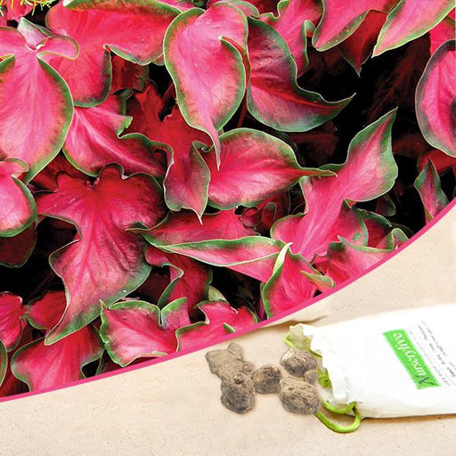 caladium (dark red - bulbs (set of 10)