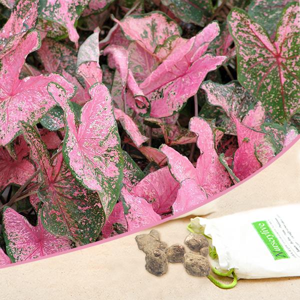 caladium (pink) - bulbs (set of 10)