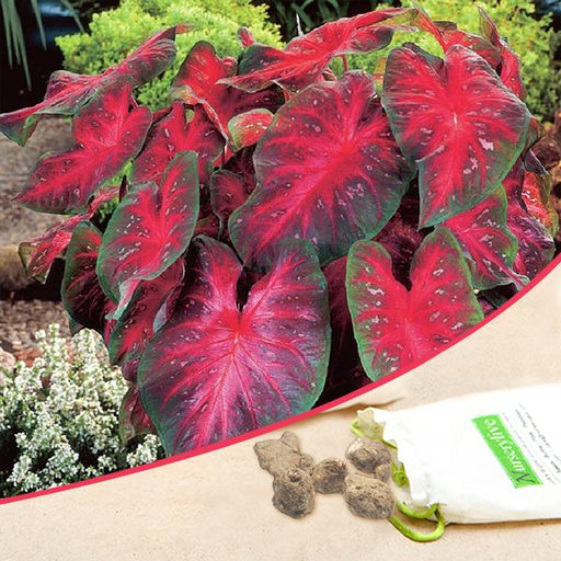 caladium (red - bulbs (set of 5)