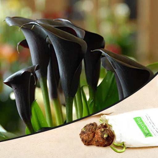 calla lily (black) - bulbs (set of 5)