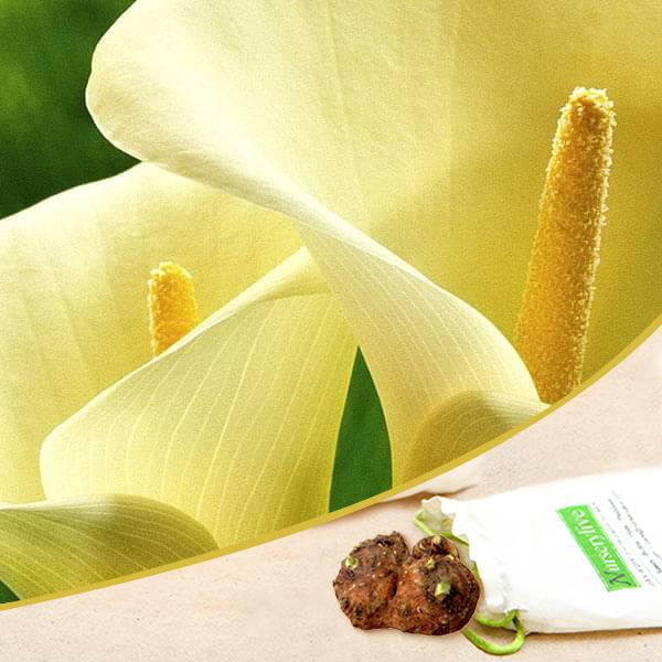 calla lily (creamy white) - bulbs (set of 5)