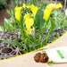 calla lily (mix) - bulbs (set of 5)