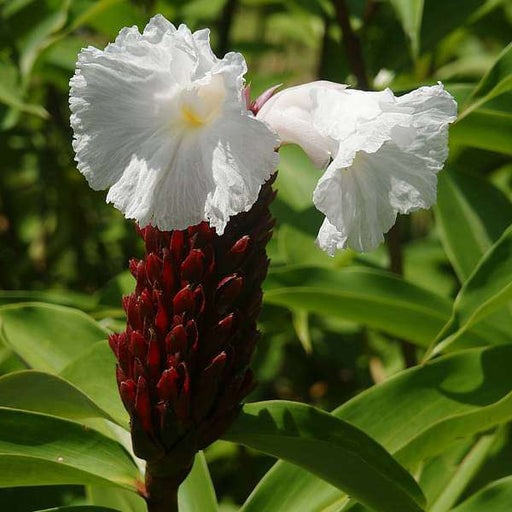 cheilocostus speciosus - bulb (set of 5)