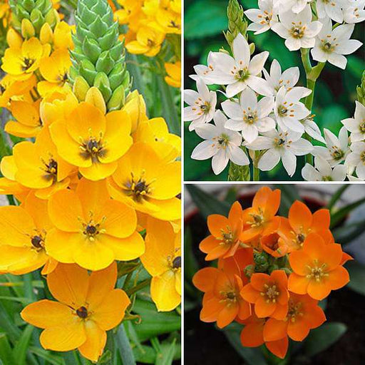 chincherinchee - bulbs (set of 5)