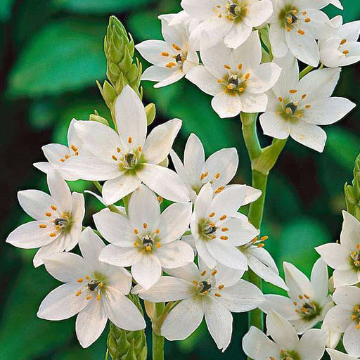 chincherinchee - bulbs (set of 5)