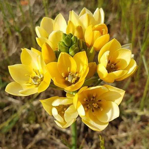 chincherinchee - bulbs (set of 5)