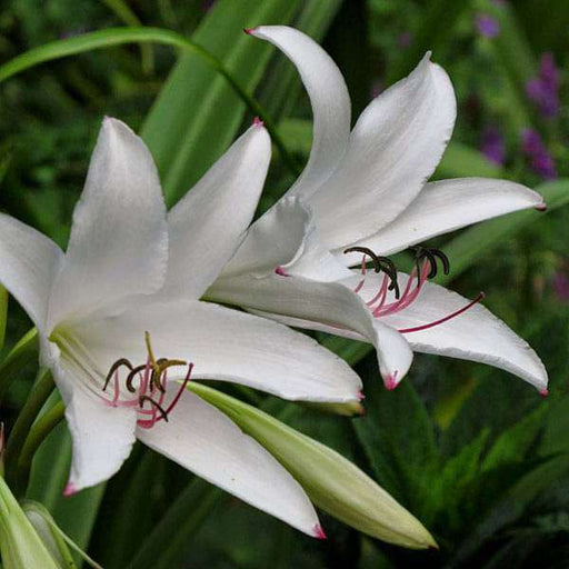 crinum amoenum (white) - bulbs (set of 5)