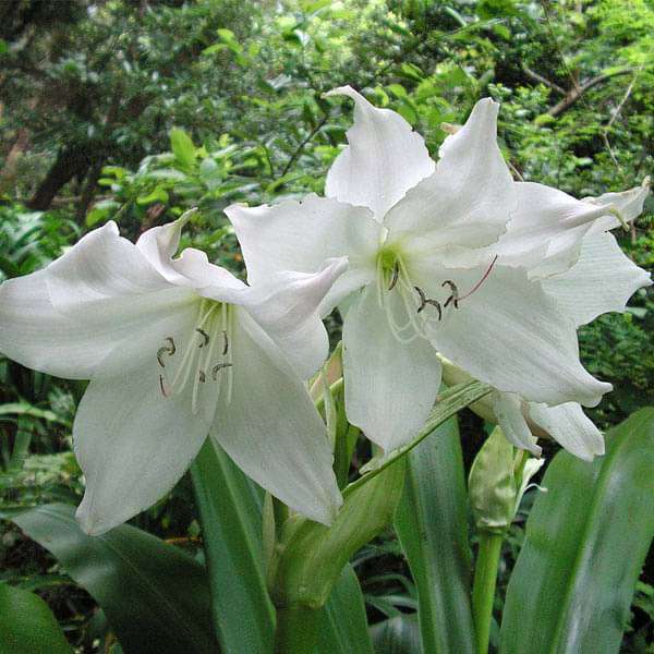 crinum moorei album (white) - bulbs (set of 5)