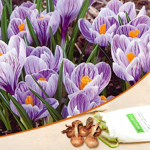 crocus pickwick (light blue) - bulbs (set of 5)