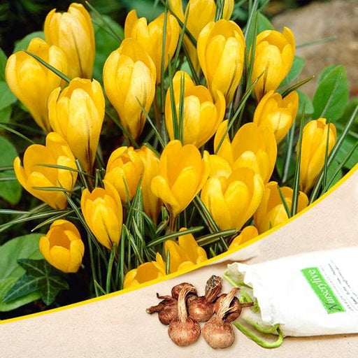 crocus (yellow) - bulbs (set of 5)