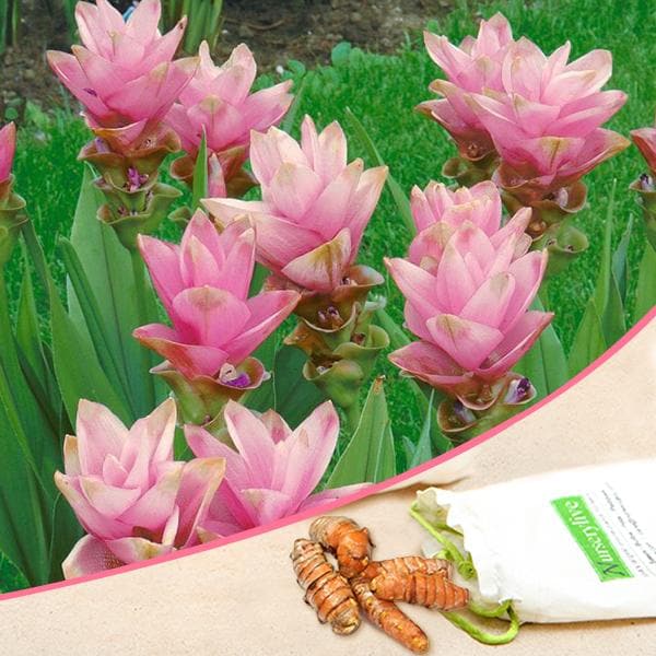 curcuma (pink) - bulbs (set of 5)