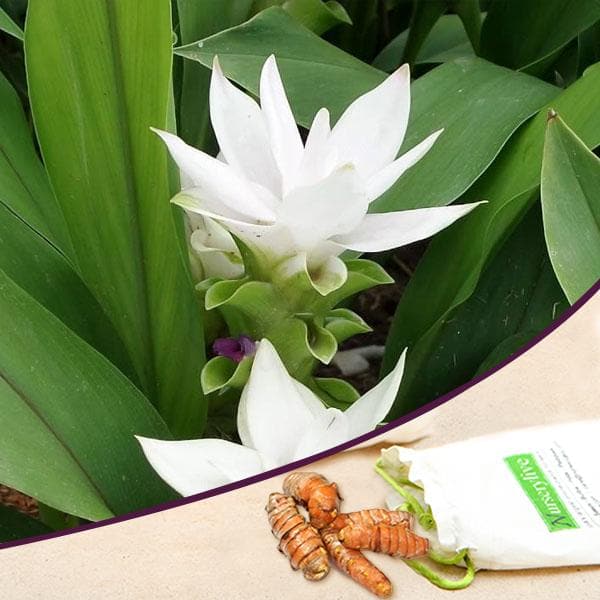 curcuma (white) - bulbs (set of 5)