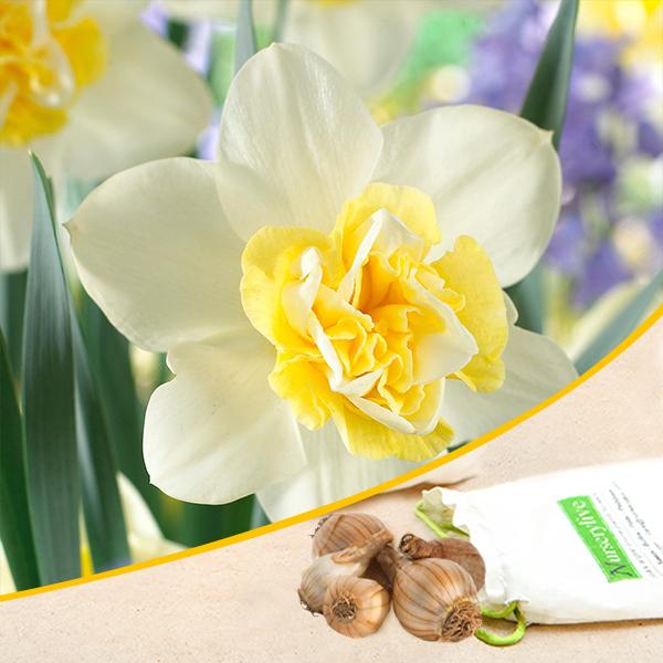 daffodil blues popeye (white) - bulbs (set of 5)