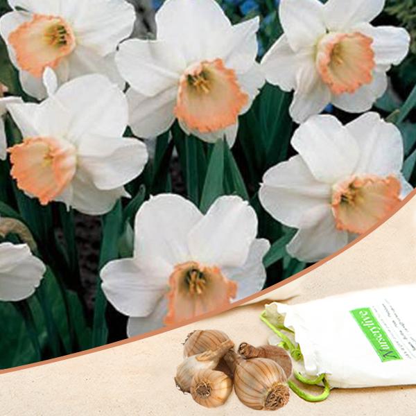 daffodil spring pride - bulbs (set of 5)