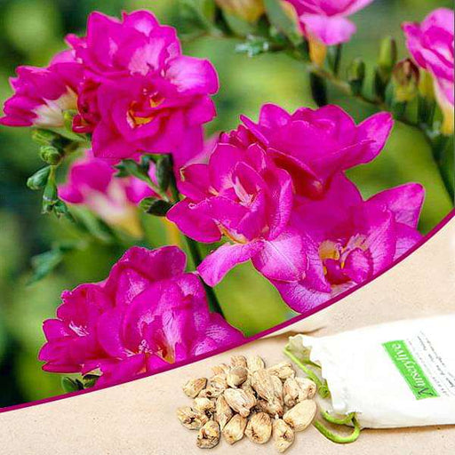 freesia double (pink) - bulbs (set of 5)