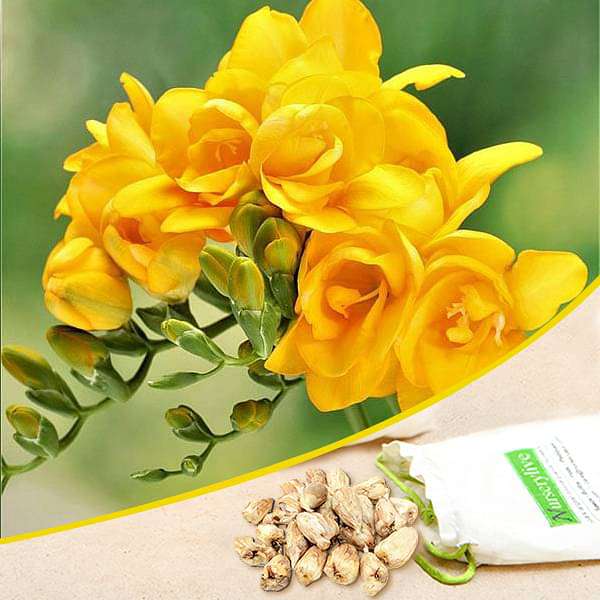 freesia double (yellow) - bulbs (set of 5)