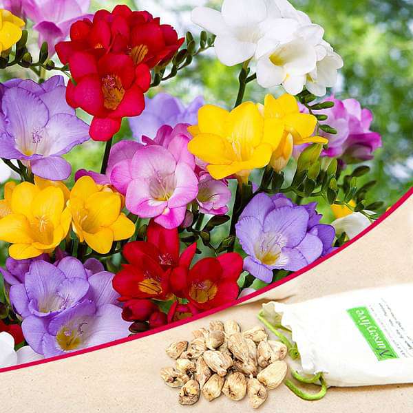 freesia (mix color) - bulbs (set of 5)