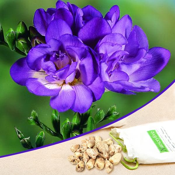 freesia (purple) - bulbs (set of 5)