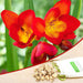 freesia (red) - bulbs (set of 5)