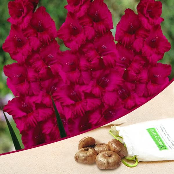 gladiolus candyman (dark pink) - bulbs (set of 10)