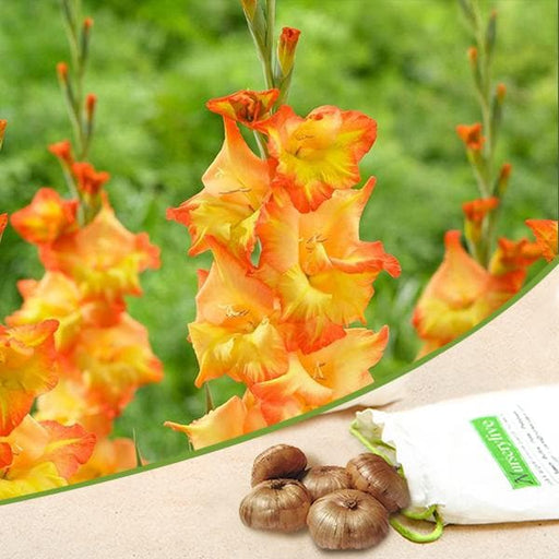 gladiolus (orange - bulbs (set of 10)