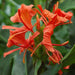 hedychium (orange) - bulbs (set of 5)