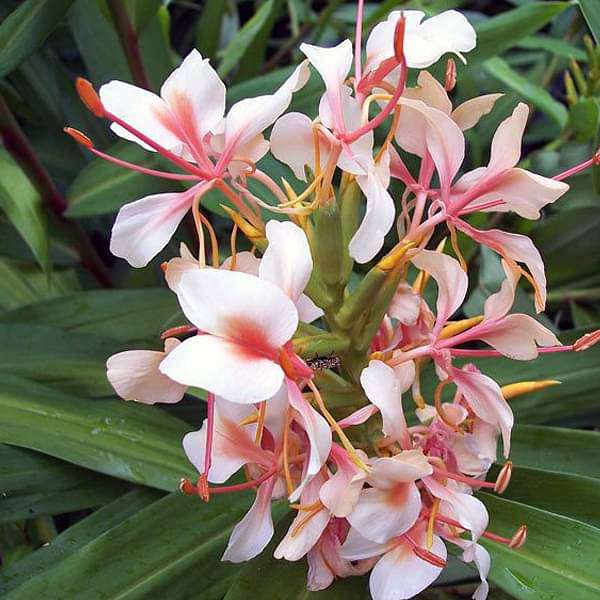 hedychium (pink) - bulbs (set of 5)