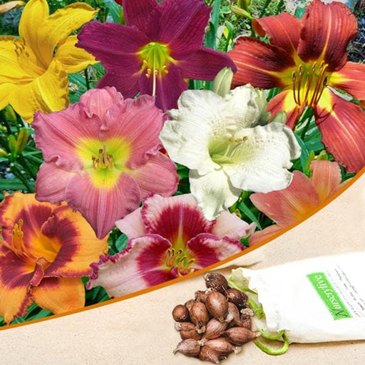 hemerocallis - bulbs (set of 5)