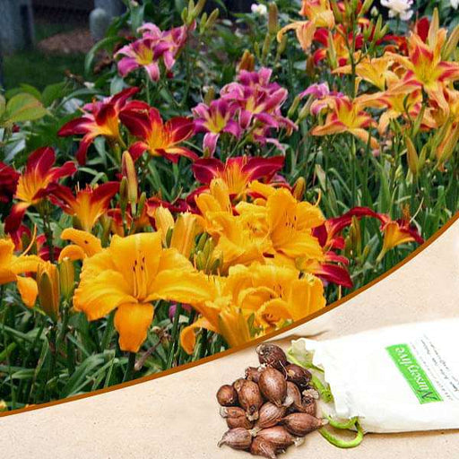 hemerocallis - bulbs (set of 10)