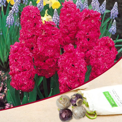 hyacinth hollyhock double (pink) - bulbs (set of 5)