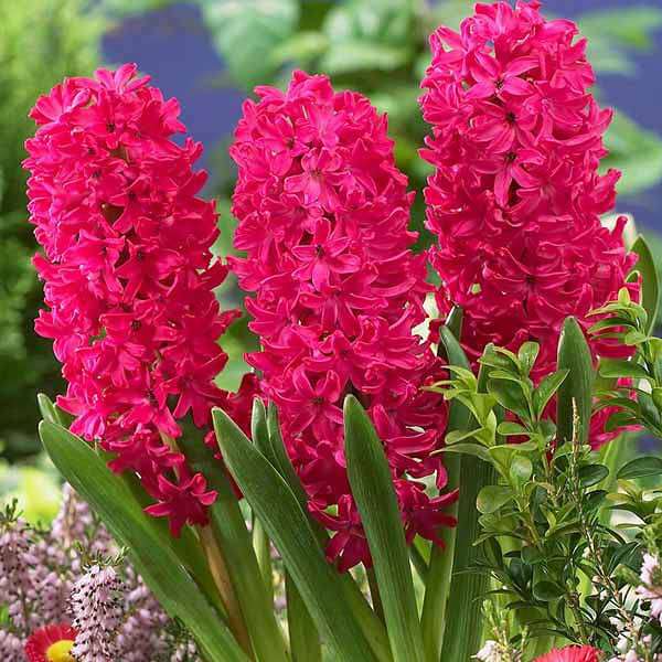 hyacinth (red) - bulbs (set of 5)