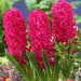 hyacinth (red) - bulbs (set of 5)