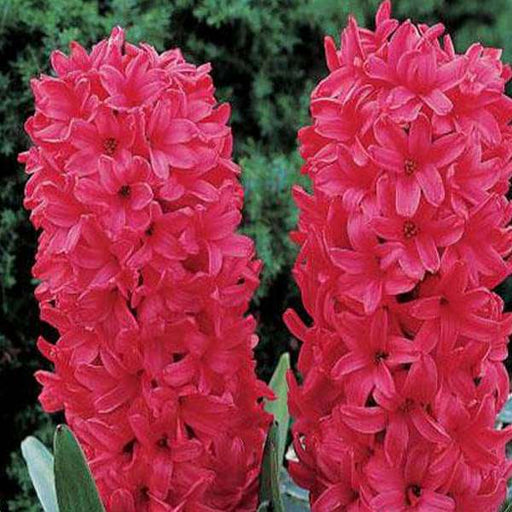 hyacinth vuurbaak (pink) - bulbs (set of 5)