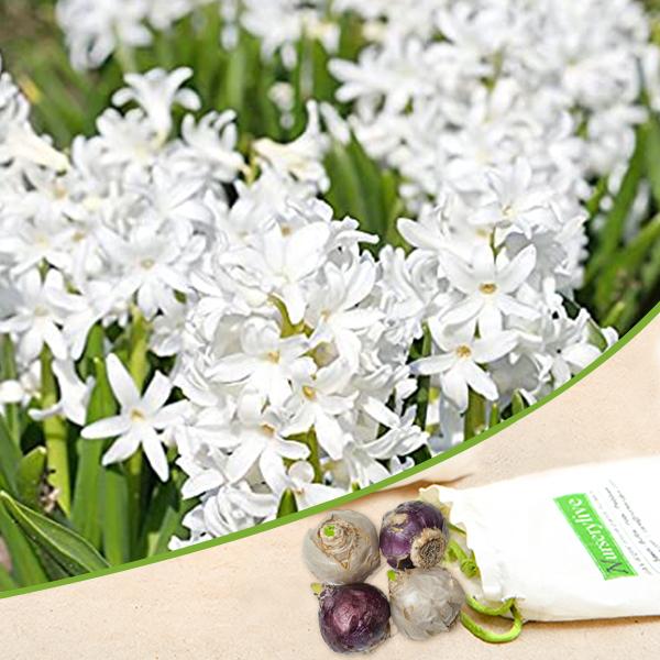 hyacinth (white multiflora) - bulbs (set of 5)