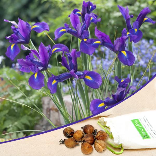 iris blue magic - bulbs (set of 5)