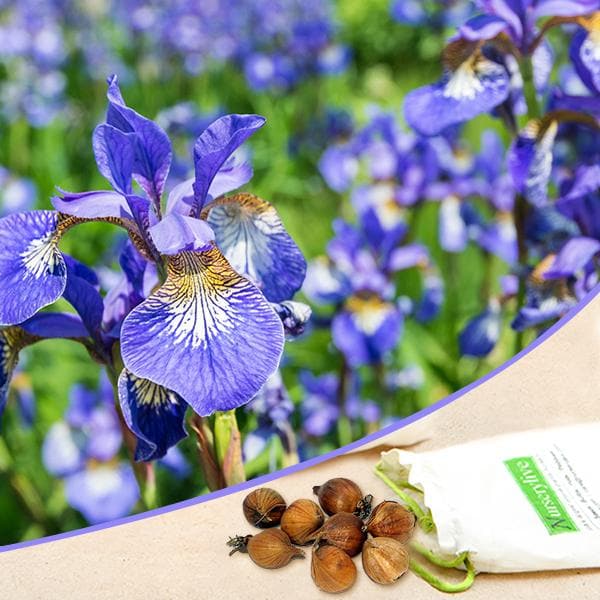 iris (blue flag) - bulbs (set of 5)